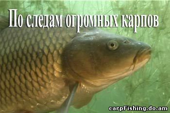По следам огромных карпов