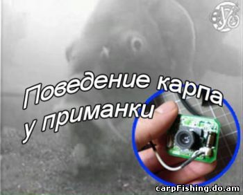 Поведение карпа у приманки подводная съёмка