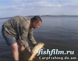 Сазан на Нижней Волге 3 часть